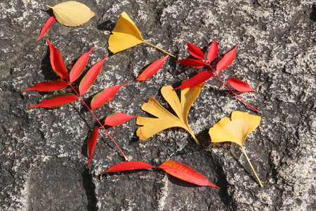 Autumn leaves - koyo tradition in Japan. Ginkgo leaves and staghorn sumac leaves.の写真素材