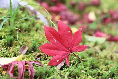 Japan autumn leaves - red maple leaf on moss in Yoshikien Garden, Nara.の写真素材