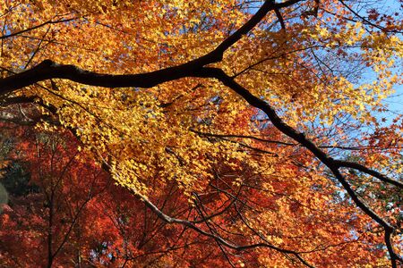 Autumn in Tokyo, Japan - Koishikawa Korakuen Garden. Yellow and red maple leaves.の写真素材