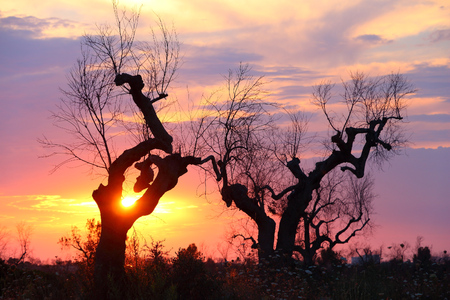 Apulia olive trees - sunst view in Bari Province, Italy.の写真素材