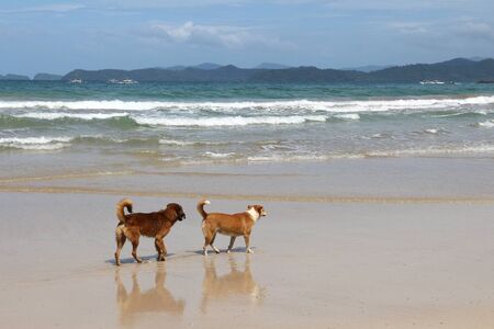 Dog friends on a beach - Sabang beach in Palawan island, Philippines.