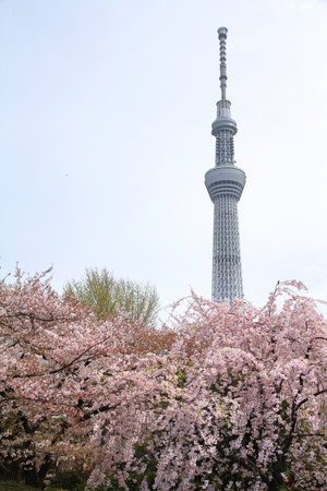 TOKYO, JAPAN - APRIL 13, 2012: Tokyo Skytree Tower in Japan with pink cherry blossoms. It is the second tallest structure in the world, 634m tall.のeditorial素材