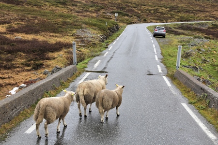 Sheep crossing the road in tundra biome landscape in Norway. Mountain landscape in rainy weather Aurlandsfjellet.の写真素材
