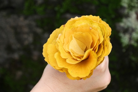 Autumn leaves in Japan - traditional ginkgo leaves rose flower decoration made by children.の写真素材