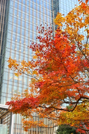 Autumn in Tokyo - maple tree orange leaves and office buildings of Tokyo Midtown district.の写真素材
