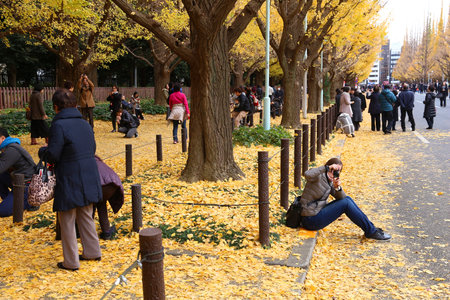TOKYO, JAPAN - NOVEMBER 30, 2016: People celebrate Ginkgo Avenue autumn foliage in Tokyo, Japan....