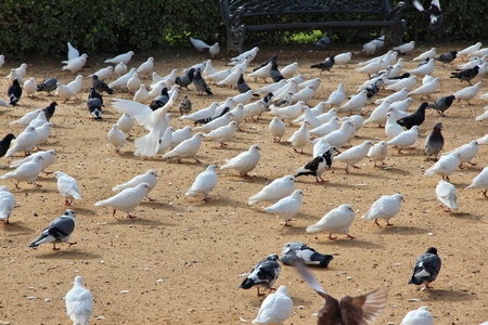 City doves in Spain. Urban pigeons of Seville.の写真素材