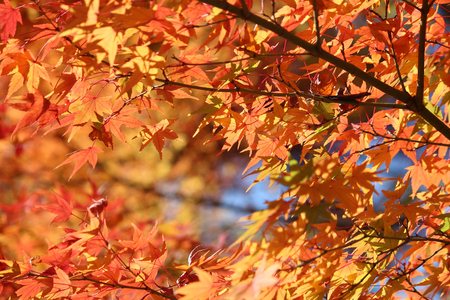 Autumn foliage in Japan - red and orange momiji leaves (maple tree) in Kyoto.