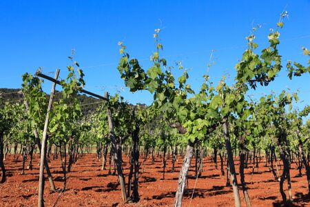 Apulia vineyard - wine making region in Bari Province, Italy.の写真素材