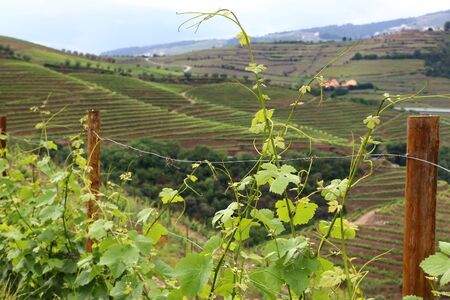 Portugal wine region - vineyards on hills along Douro river valley. Alto Douro DOC.の写真素材