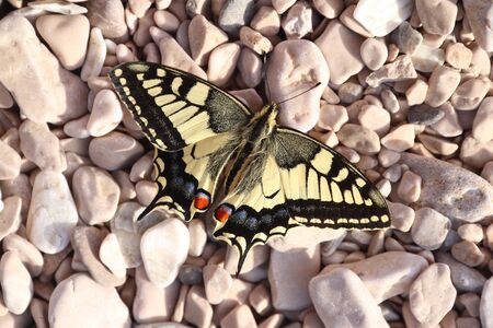 Papilio machaon, the Old World swallowtail butterfly species in Croatia.の写真素材