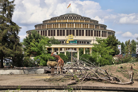 WROCLAW, POLAND - JULY 27, 2019: Giraffe in Wroclaw Zoo with Centennial Hall visible in background.のeditorial素材