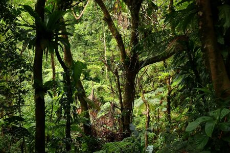 Volcano La Soufriere rainforest hiking trail in Guadeloupe. Green jungle forest.