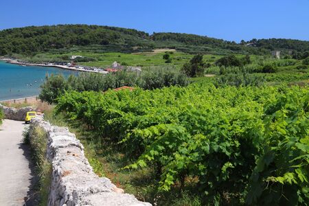 Korcula island vineyard. Croatia wine making region. Town of Lumbarda.