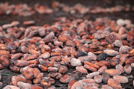 Chocolate industry in Caribbean island of Guadeloupe. Air drying cocoa beans.の写真素材