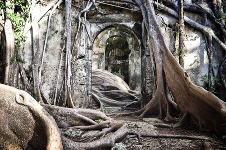 Guadeloupe landmark abandoned slavery prison overgrown with fig trees. Grande-Terre island.の写真素材