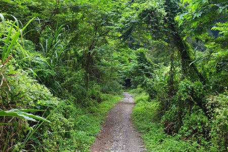 Taroko National Park in Taiwan. Shakadang trail rainforest path. Outdoors of Taiwan.