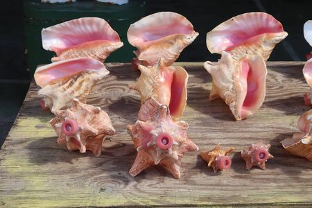 Guadeloupe conch sea shells at a market in Pointe a Pitre, biggest city of Guadeloupe.