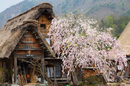 Japan landmark village. Shirakawa-go traditional village in Japan. Spring time cherry blossoms.のeditorial素材