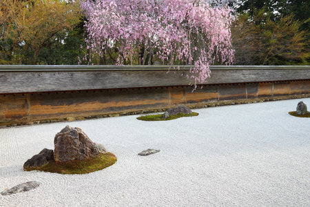 Japanese rock garden and cherry blossoms in Kyoto. Zen garden of Ryoanji temple.のeditorial素材
