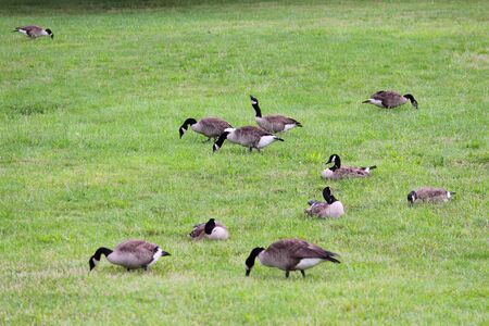 Canada geese (Branta canadensis) in Washington DC Constitution Gardens.の写真素材