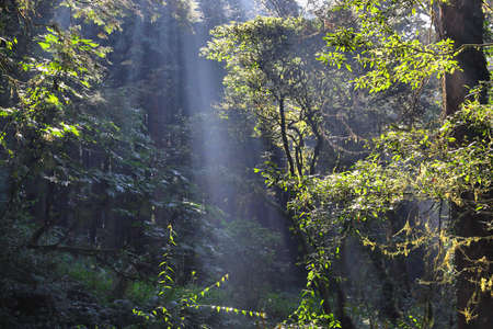 Forest sun beams in Alishan National Scenic Area in Taiwan - beautiful cypress and cedar trees...