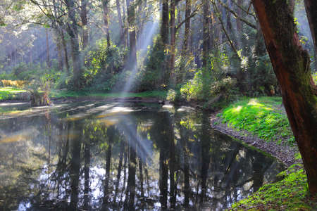 Forest sun beams in Alishan National Scenic Area in Taiwan - beautiful cypress and cedar trees...