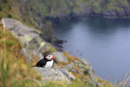 Puffin bird in Norway. Birdwatching on island of Runde. Atlantic puffin (Fratercula arctica) seabird species.の写真素材