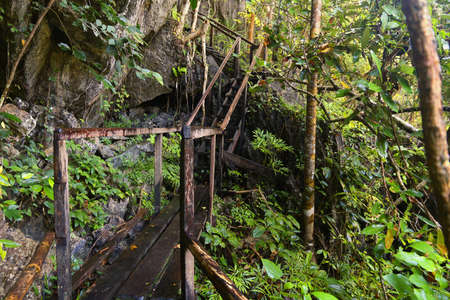 Rainforest hiking trail in Palawan island, Philippines. Tropical karst rainforest.