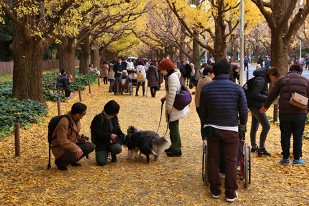 TOKYO, JAPAN - NOVEMBER 30, 2016: People celebrate Ginkgo Avenue autumn foliage in Tokyo, Japan. Icho Namiki Avenue is famous for its admiration of autumn leaves.のeditorial素材