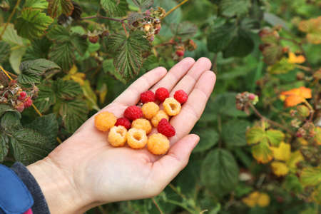 Summer forest berries in Norway. Wild raspberry: red and yellow cultivars.