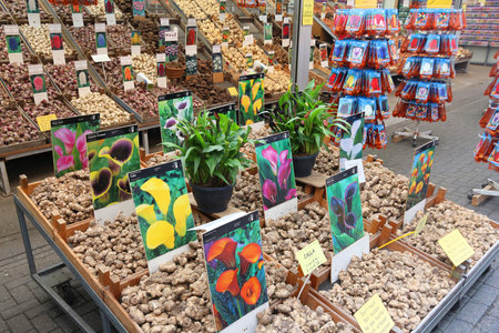 AMSTERDAM, NETHERLANDS - JULY 8, 2017: People visit the flower market (Bloemenmarkt) in Amsterdam, Netherlands. Bloemenmarkt is the famous flower market floating on canal Singel.のeditorial素材