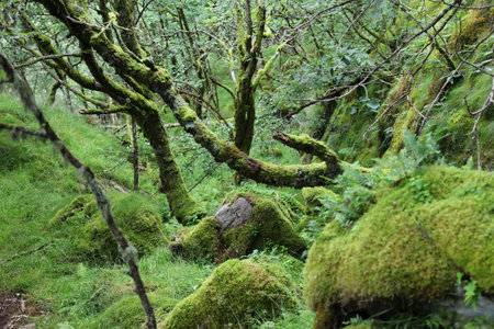 Spooky forest in Norway. Hiking trail nature in Rogaland, Norway.の写真素材