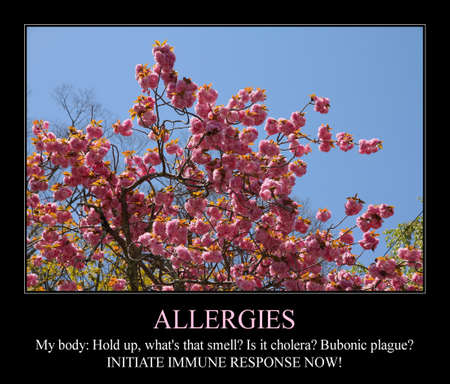 Allergies season funny meme for social media sharing. Spring time pollen allergy hayfever problems.の写真素材