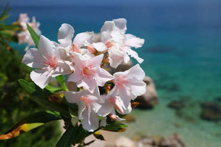 Oleander flowers in Croatia. Dalmatia Adriatic coast. Croatia nature in Mimice.