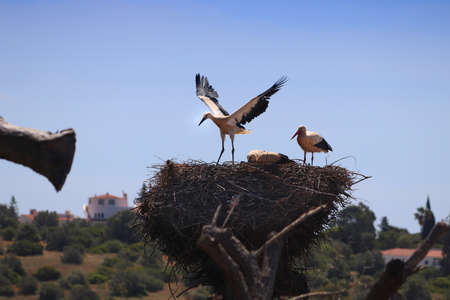 Young stork learning to fly. Stork nests of Algarve, Portugal.