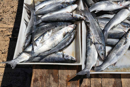 Italy - fresh fish market in Bari. Herring fish - catch of the day.
