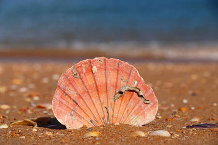 Sea shell in Algarve, Portugal - scallop shell on a beach.