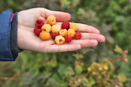 Summer forest berries in Norway. Wild raspberry: red and yellow cultivars.