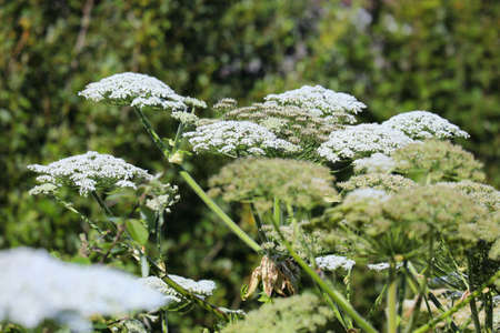 Giant hogweed plant in Norway (Latin: Heracleum mantegazzianum, also known as hogsbane). Phototoxic...