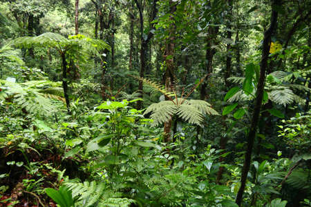 Nature in Guadeloupe Caribbean island. Green rainforest in Guadeloupe National Park.