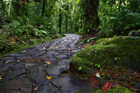 Hiking trail in Guadeloupe Caribbean island. Green jungle in Guadeloupe National Park.の写真素材