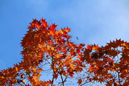 Autumn colors in Japan. Red and orange momiji leaves (maple tree) in Arashiyama, Kyoto. Colorful...