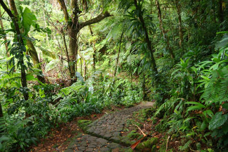 Volcano La Soufriere rainforest hiking trail in Guadeloupe. Green jungle forest. Greenery background.の写真素材