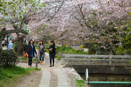 KYOTO, JAPAN - APRIL 16, 2012: People visit Philosopher's Walk (or Philosopher's Path) in Kyoto, Japan. The cherry blossom lined trail is a major Japanese tourist attraction, especially for hanami season.のeditorial素材