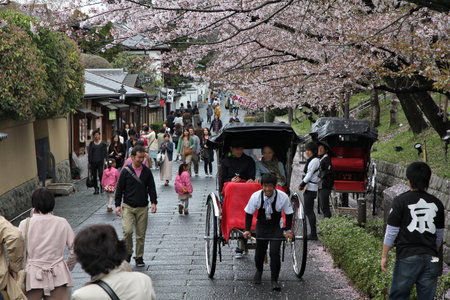 KYOTO, JAPAN - APRIL 14, 2012: Visitors enjoy night cherry blossoms (sakura) in Higashiyama district of Kyoto, Japan. Old Kyoto is a UNESCO World Heritage Site.のeditorial素材