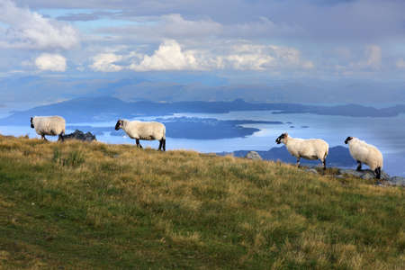 Scottish Blackface sheep breed in Norway. Stord island agriculture.