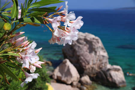 Oleander flowers in Croatia. Dalmatia Adriatic coast. Croatia nature in Mimice.の写真素材