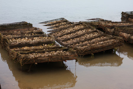 Oyster farm in Oualidia, Morocco. Oyster cages in the mud.