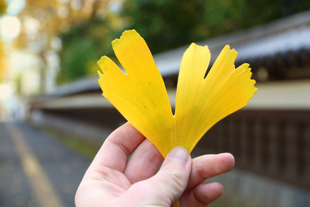 Autumn leaves in Japan. Hand holding yellow autumn ginkgo leaf.の写真素材